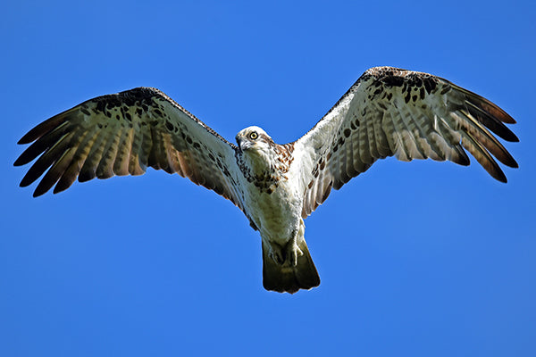 Stunning Migrating and Nesting Birds to Capture