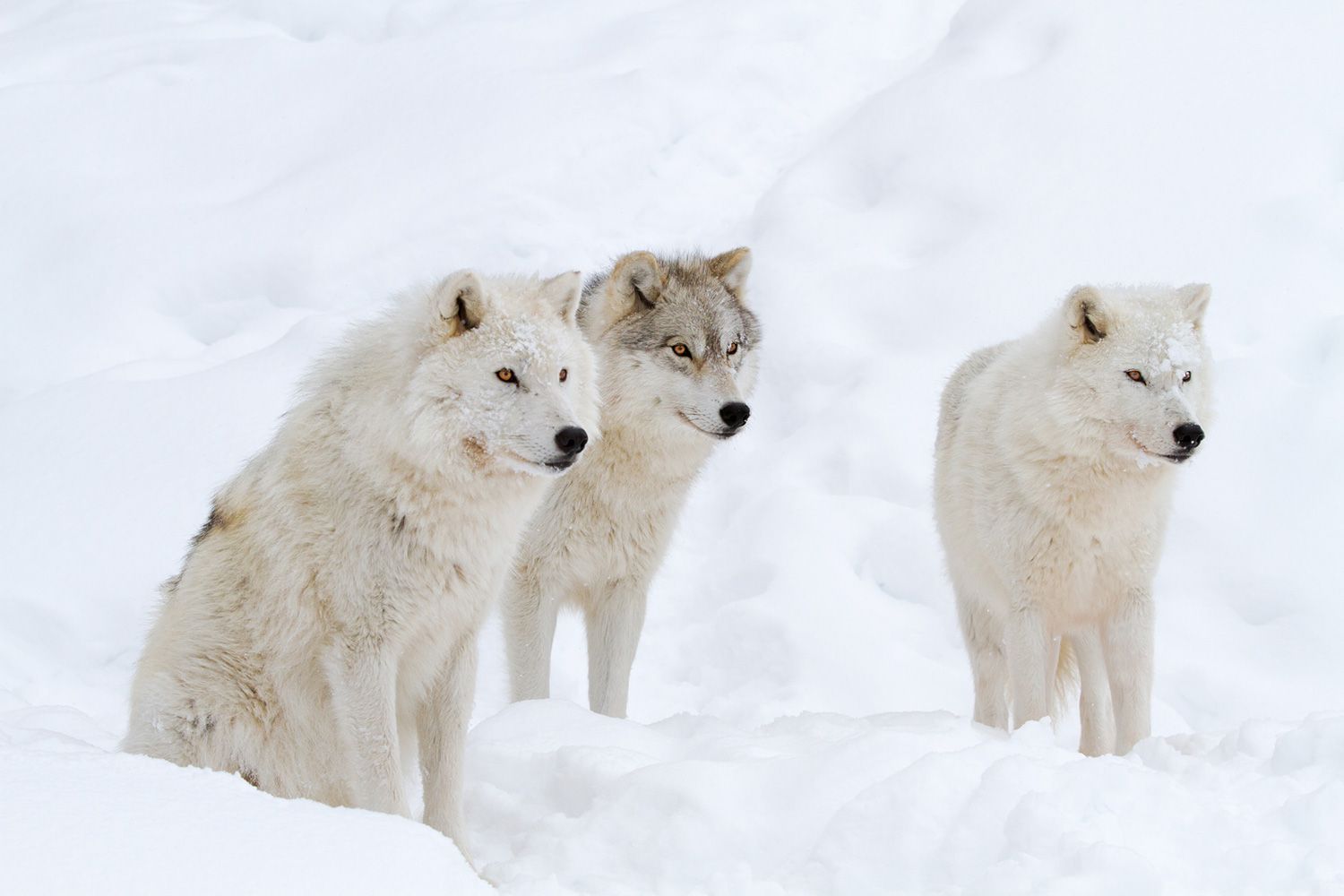 Best Dads in the Natural World